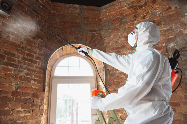 Best Mold Odor Removal Services in Frederic, WI