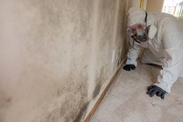  Frederic, WI Mold Removal Pros