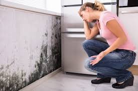 Best Mold Damage Restoration in Frederic, WI